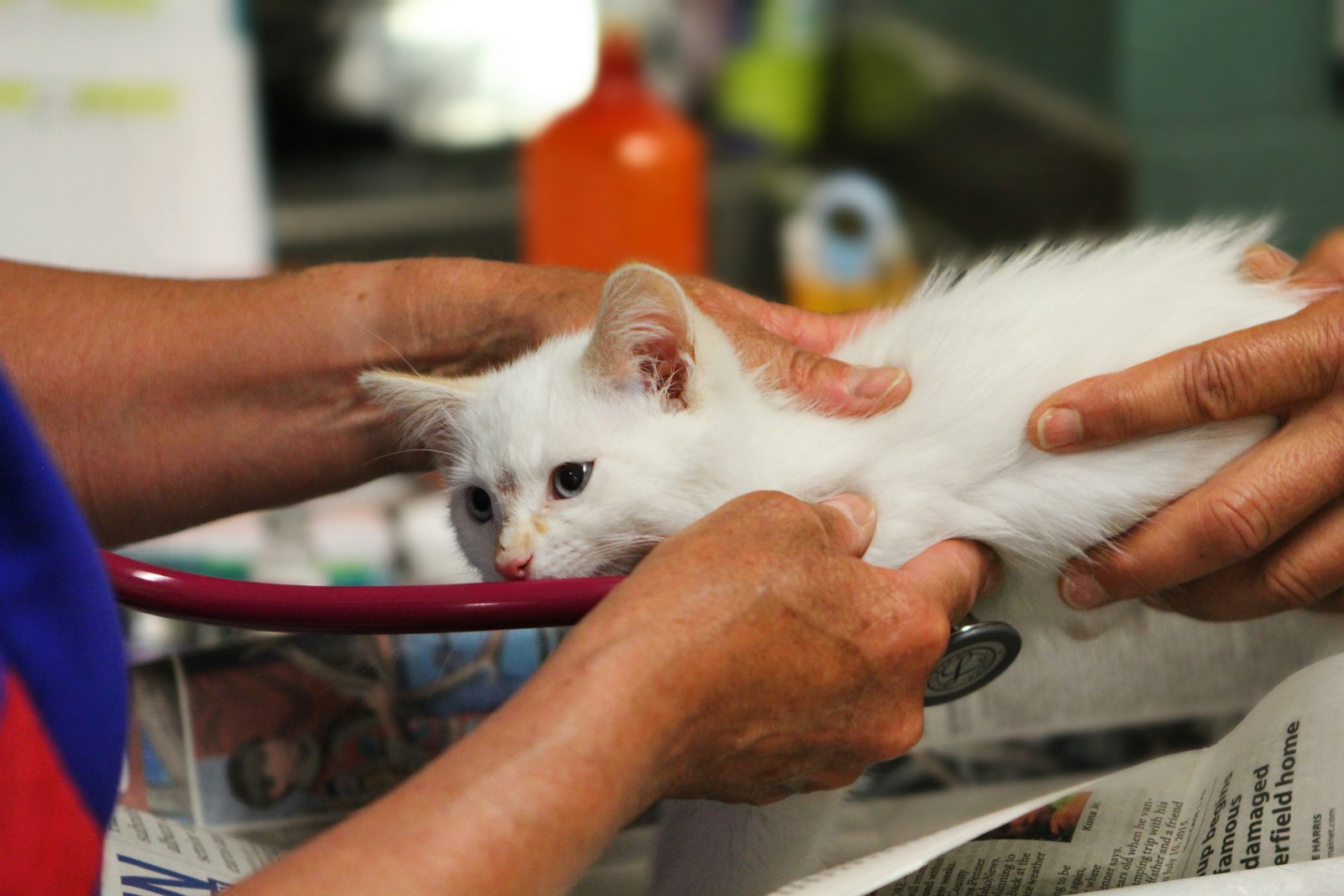 A white kitten being examined by a veterinarian